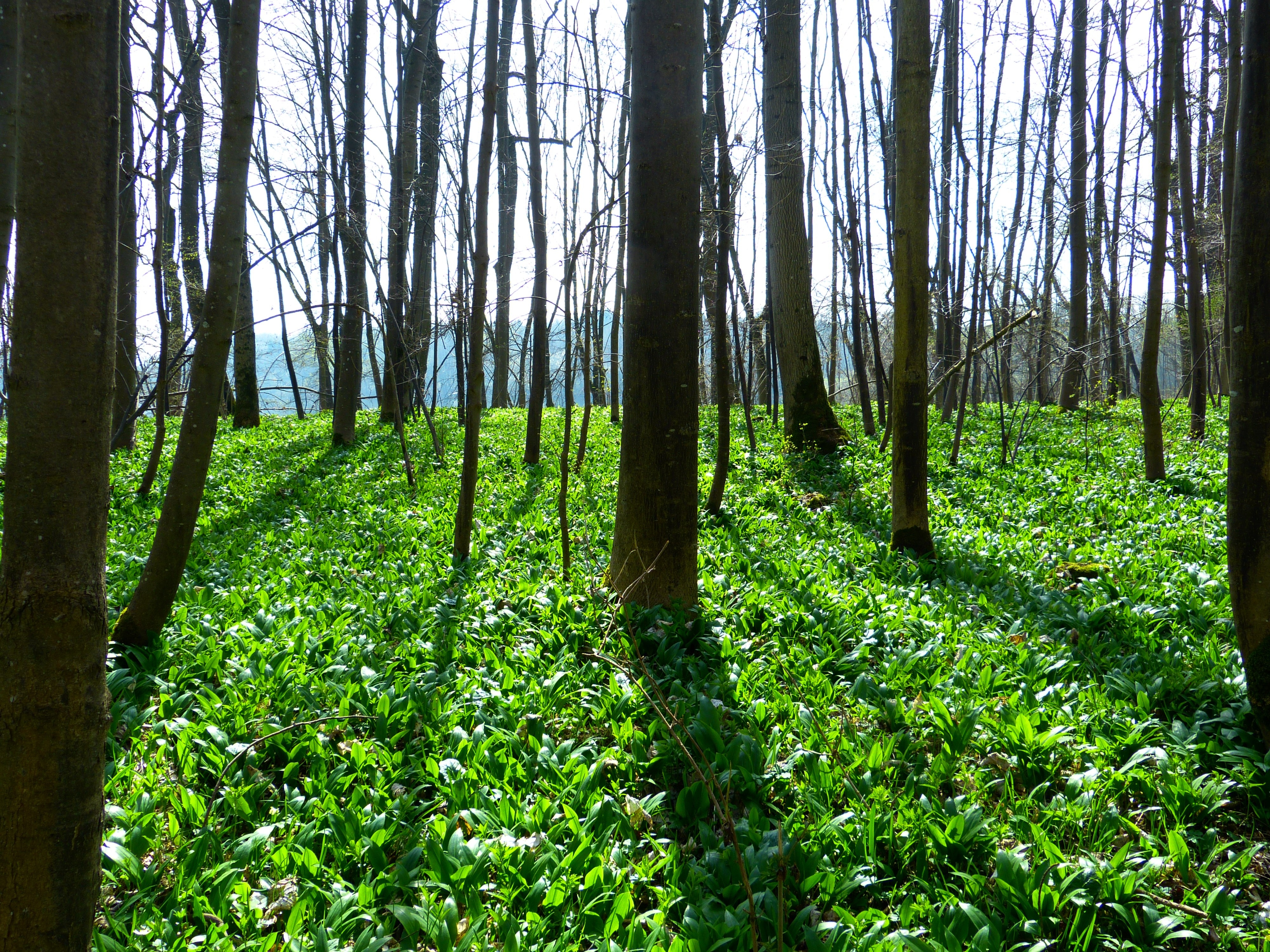 Bear'S Garlic, Forest, Plant, forest, tree
