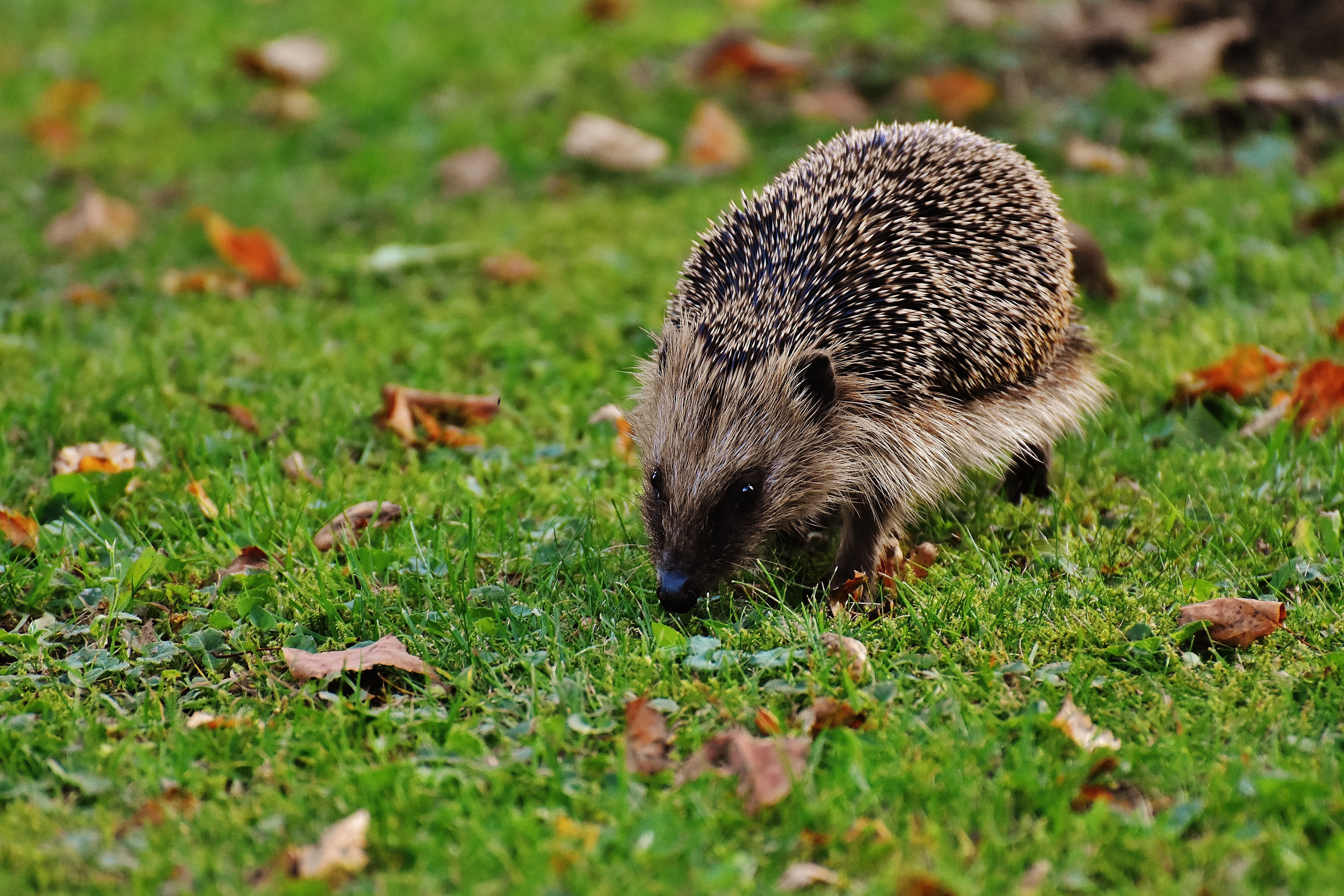 brown hedgehog