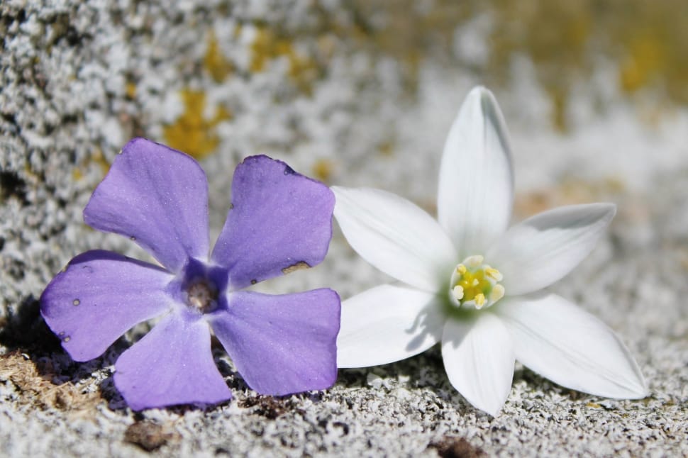 Background, White, Flowers, Purple, flower, petal preview