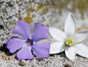 Background, White, Flowers, Purple, flower, petal thumbnail