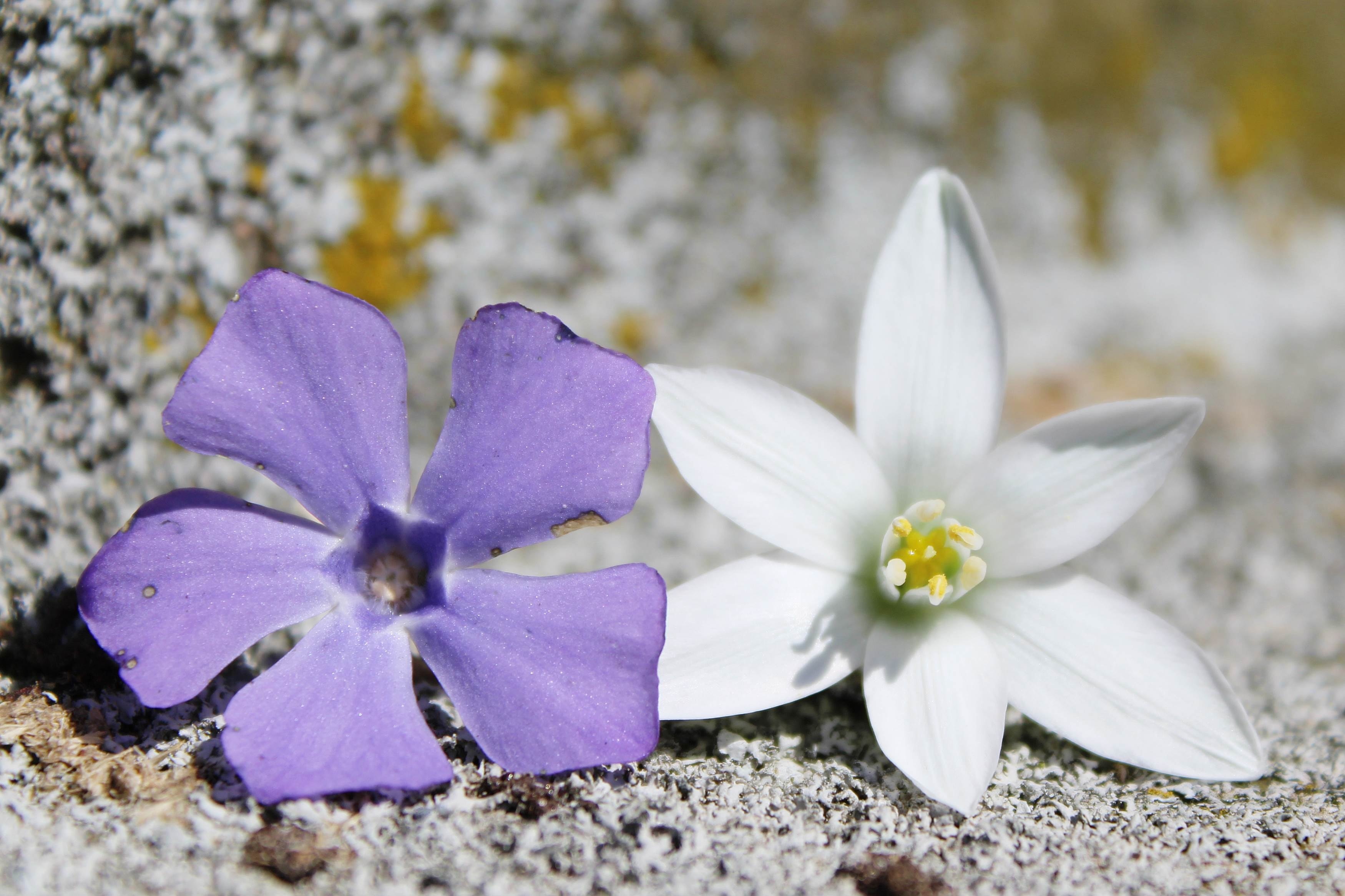 Background, White, Flowers, Purple, flower, petal