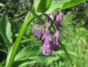 purple petaled flower with green leaves thumbnail