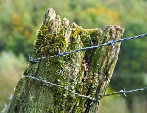 gray barb wire thumbnail