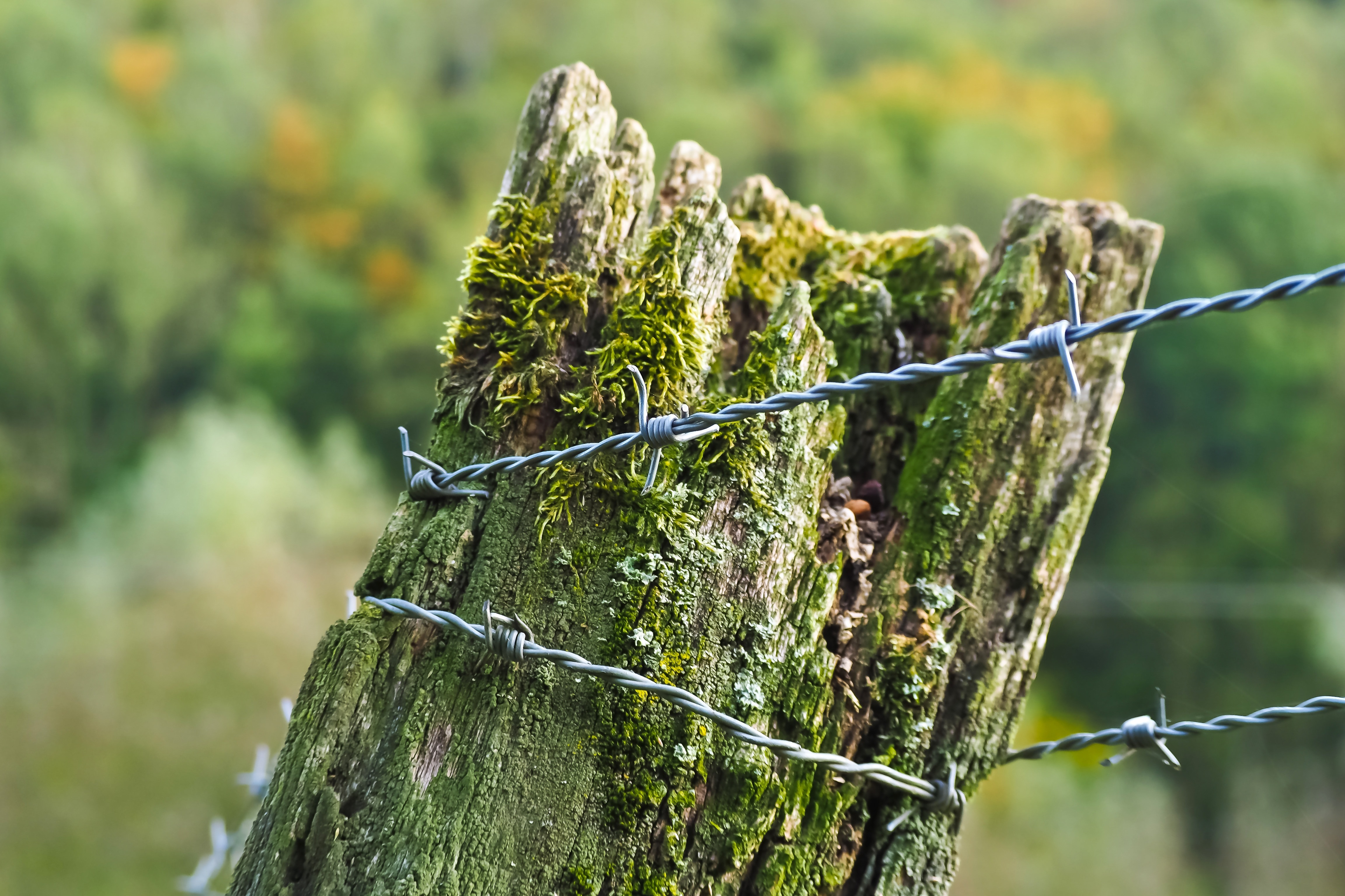 gray barb wire