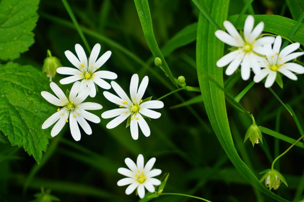 Programming, Stellaria Holostea, flower, green color preview