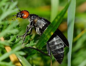 false bombardier beetle thumbnail