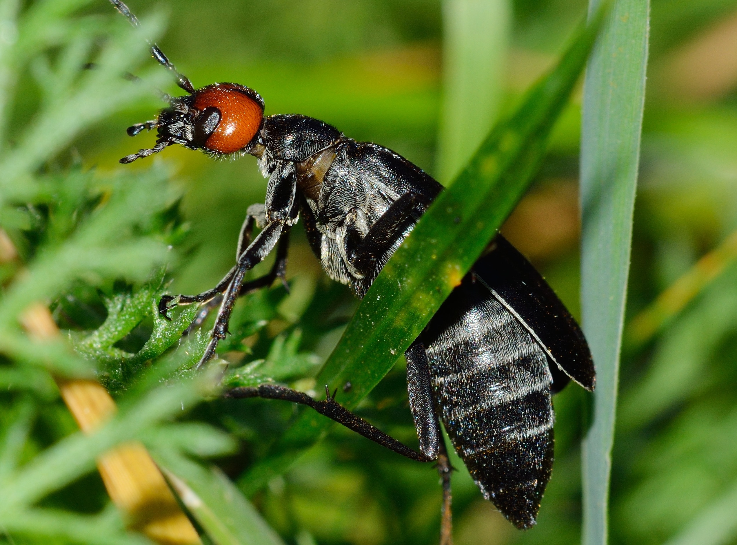 false bombardier beetle