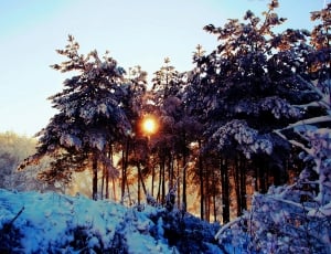 Snow, Winter, Sunrise, Forest, winter, snow thumbnail