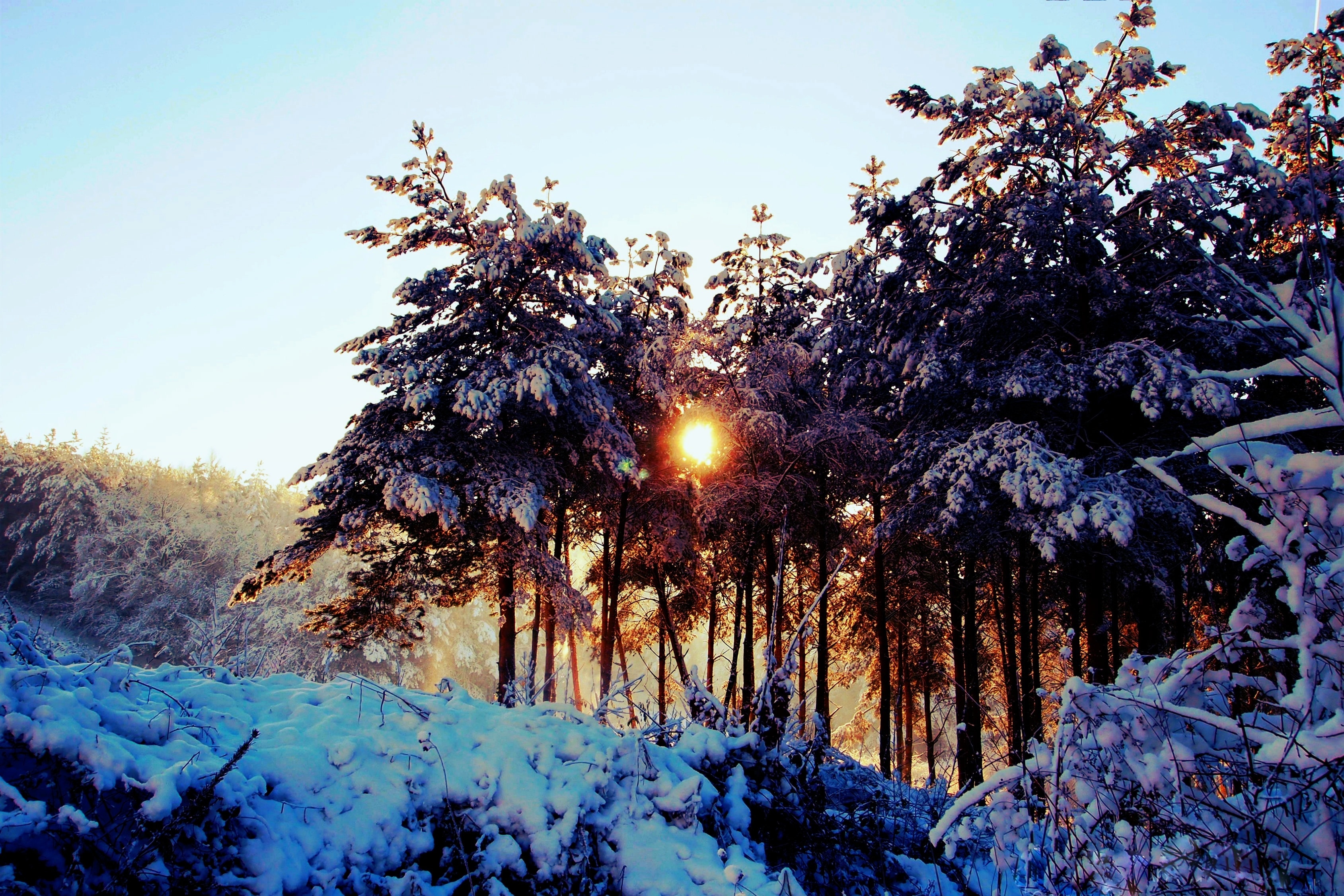 Snow, Winter, Sunrise, Forest, winter, snow