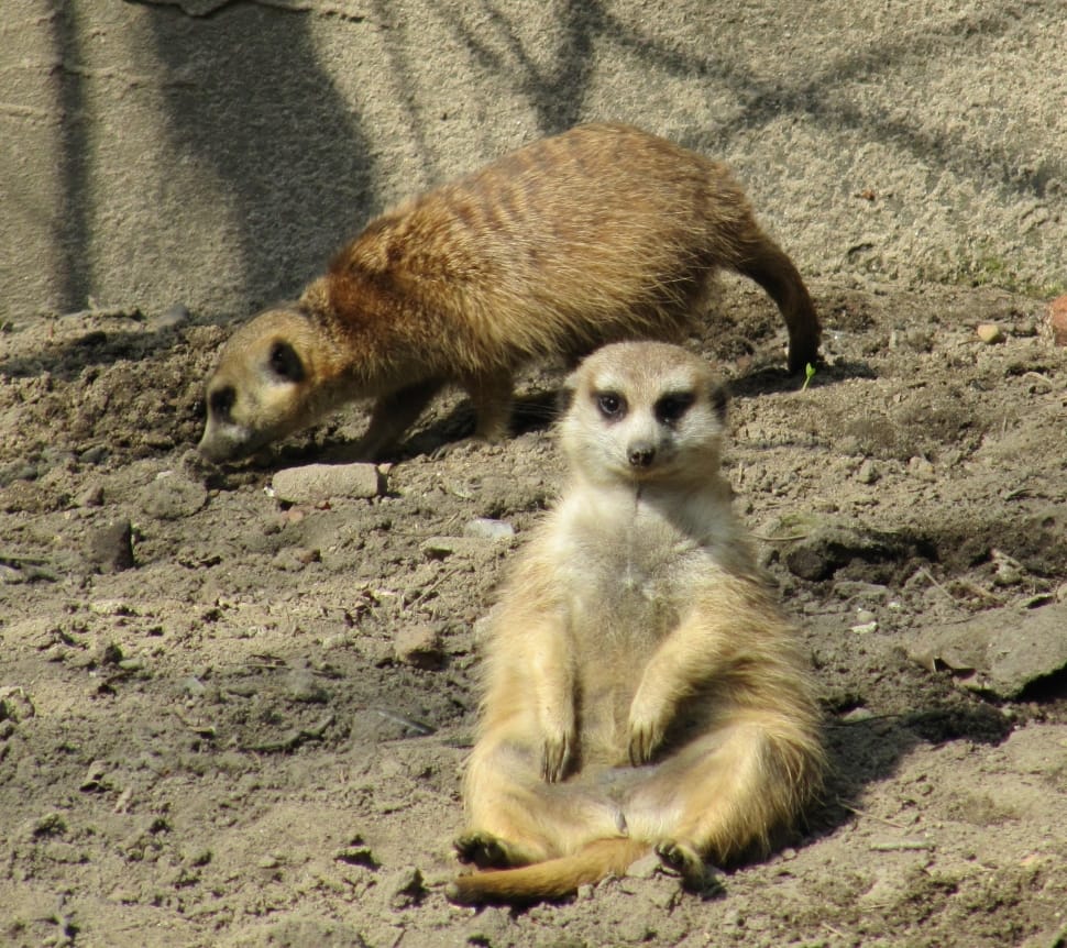 two brown meercat during daytime preview