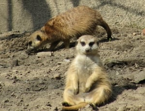 two brown meercat during daytime thumbnail