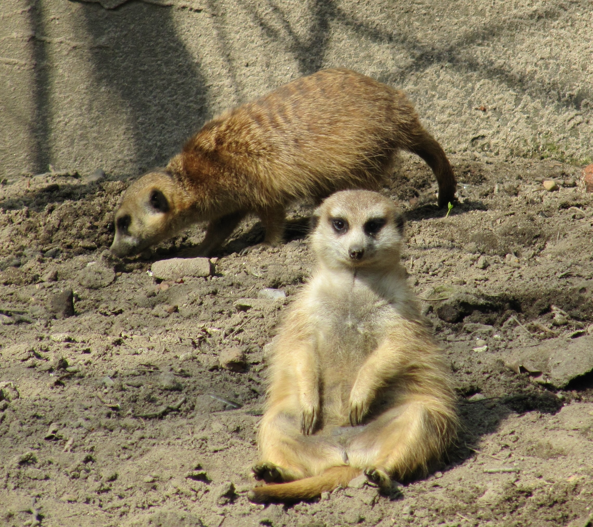 two brown meercat during daytime