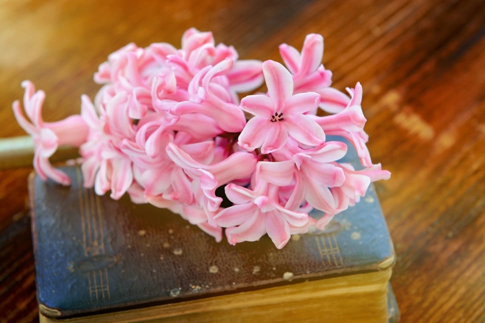 pink and white flower on book preview