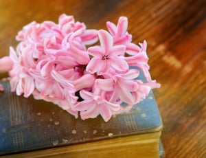 pink and white flower on book thumbnail