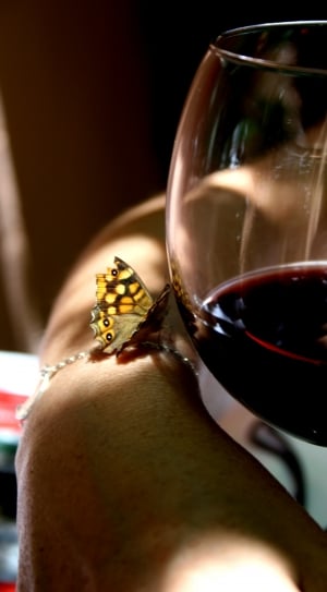 Butterfly, Wine, Glass, wineglass, wine thumbnail