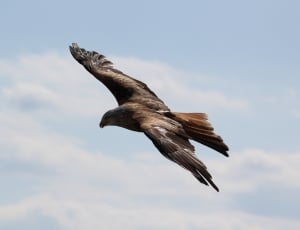 aerial photography of brown falcon  on mid air during day time thumbnail
