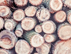 Tree Trunks, Wood, Strains, Nature, large group of objects, backgrounds thumbnail