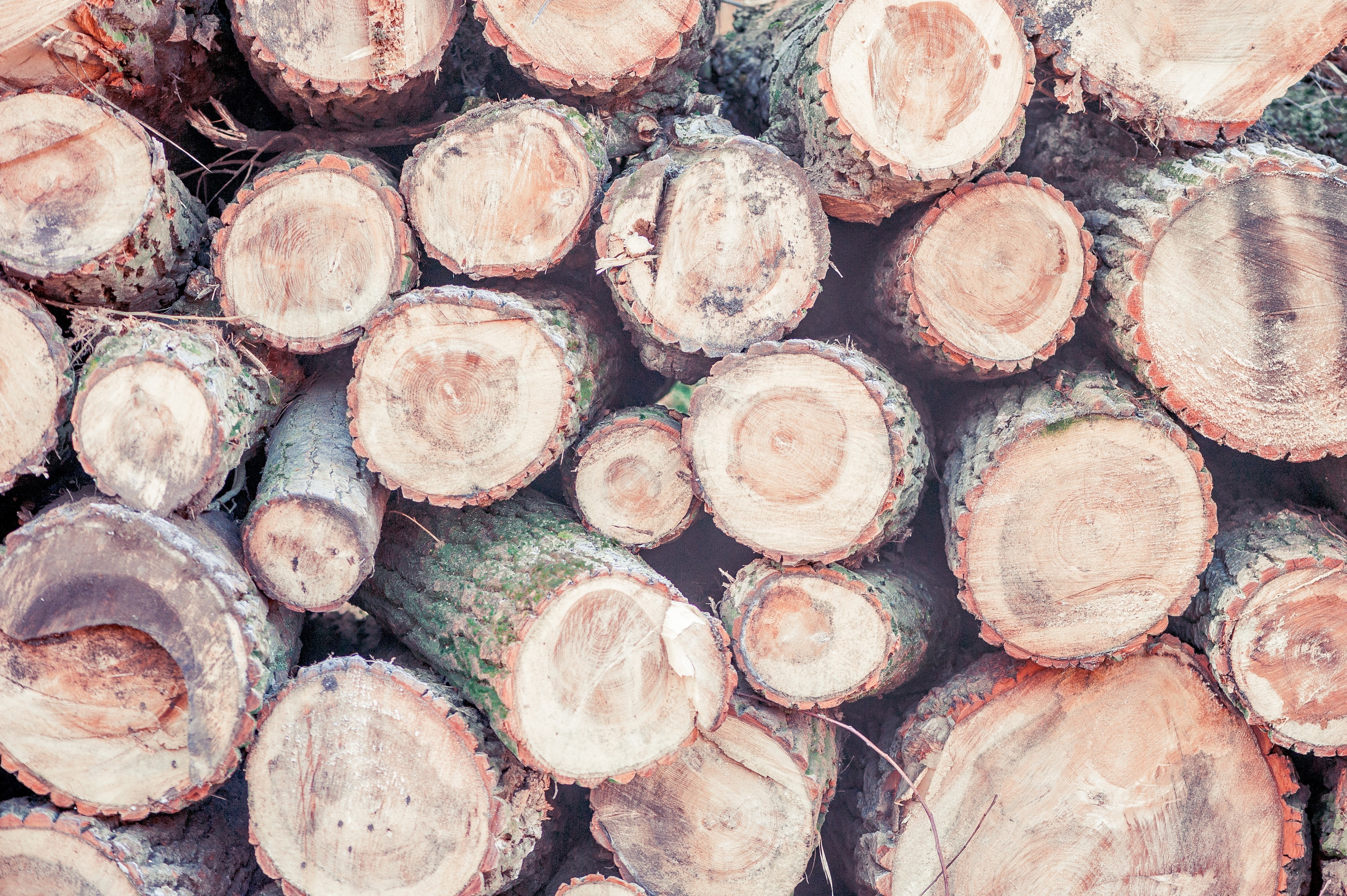 Tree Trunks, Wood, Strains, Nature, large group of objects, backgrounds