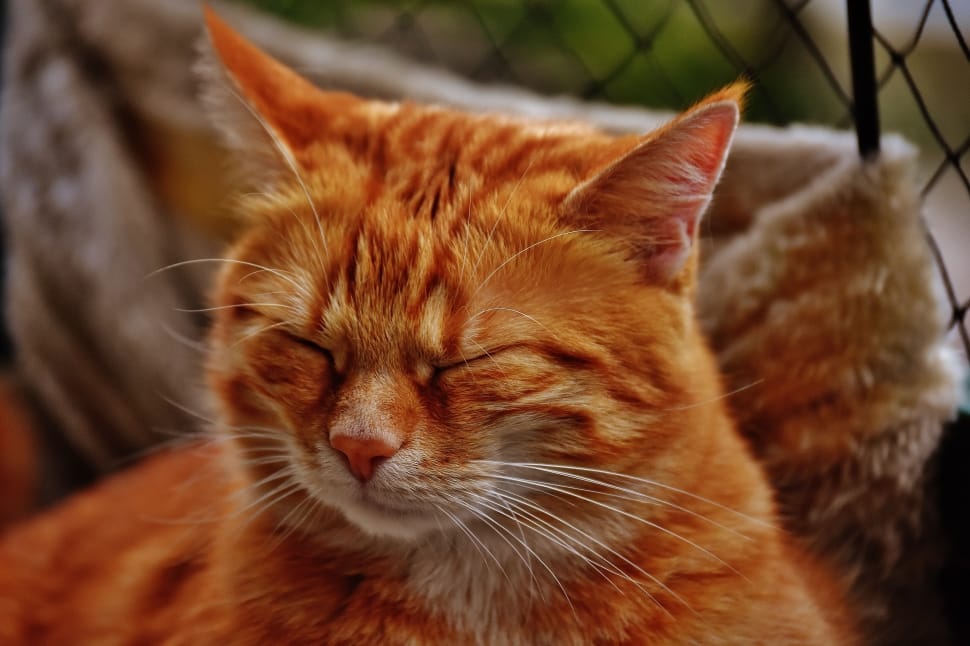 orange tabby cat preview