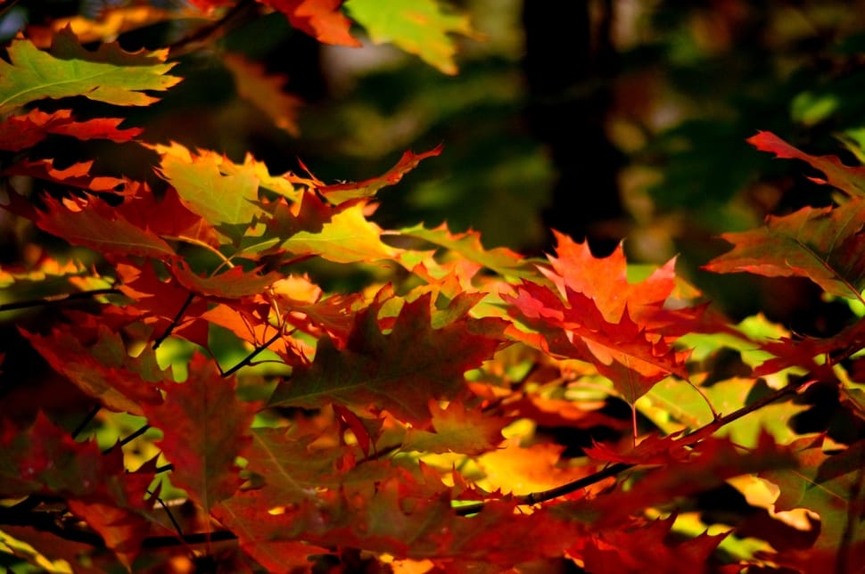 Autumn, Foliage, Colors, Autumn Gold, autumn, leaf preview