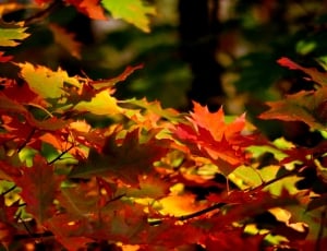 Autumn, Foliage, Colors, Autumn Gold, autumn, leaf thumbnail