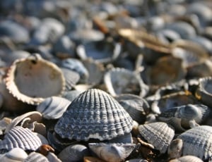 sea shell lot thumbnail