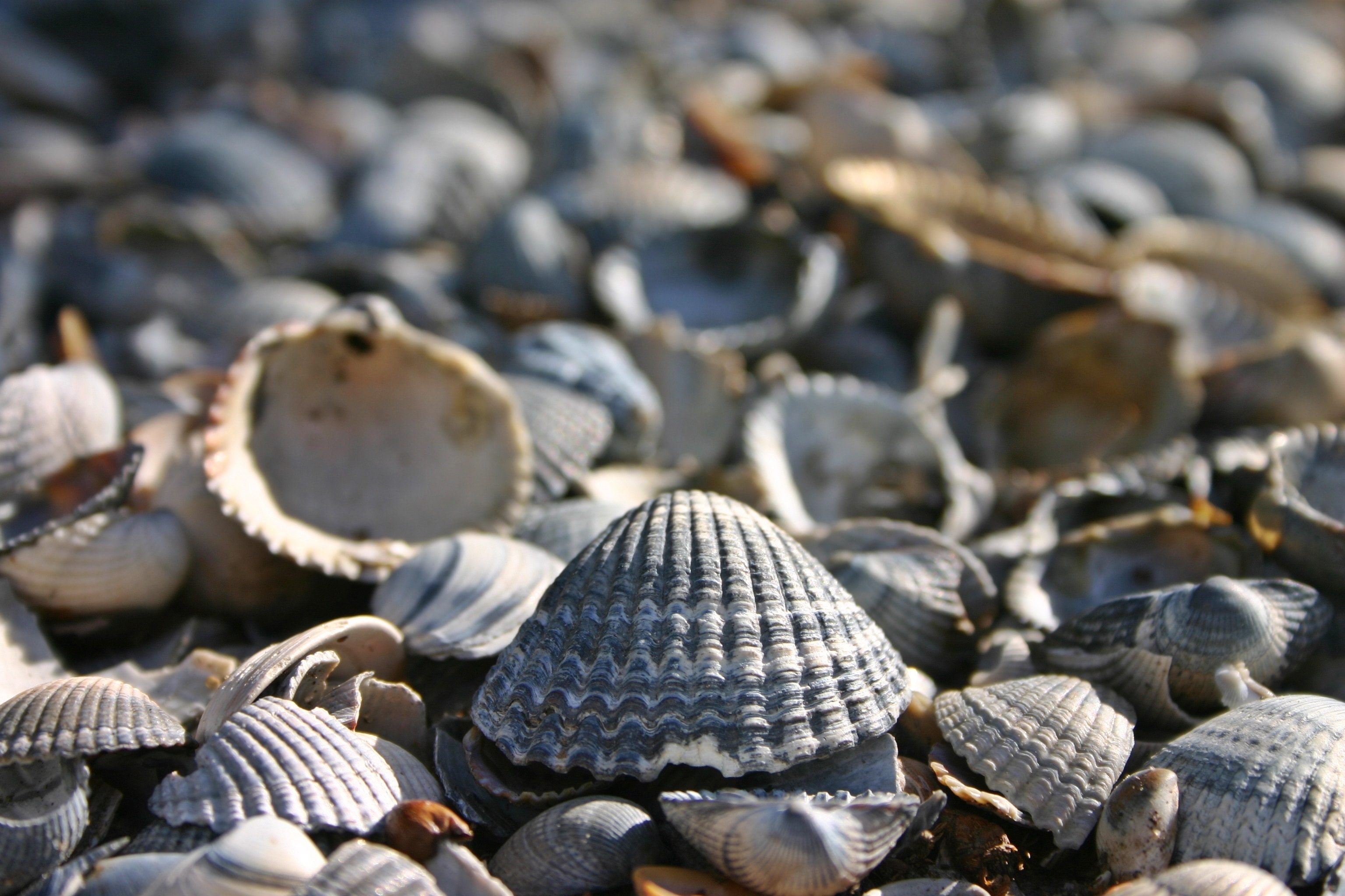sea shell lot