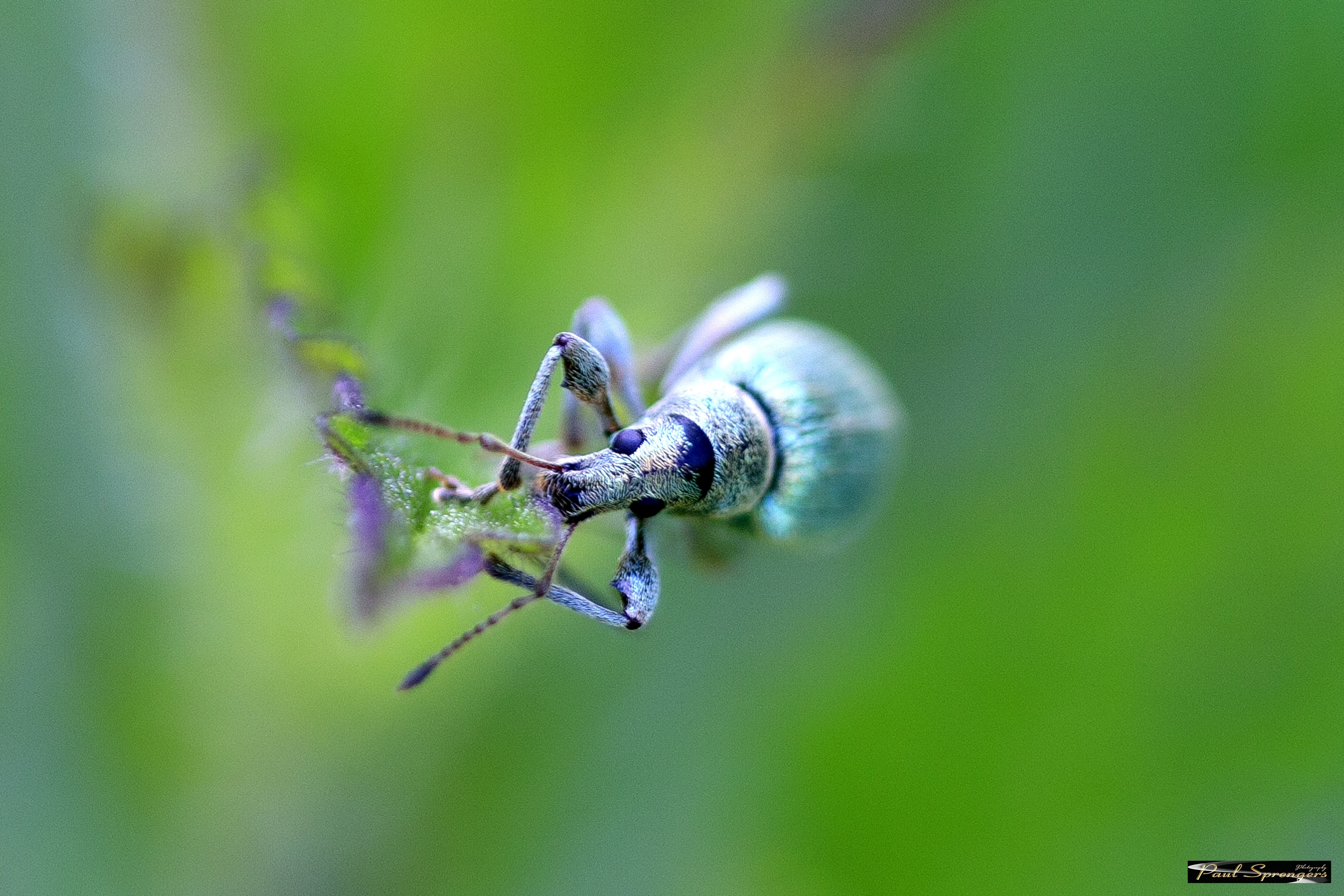 blue and gray weevil