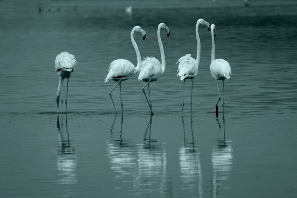 five flamingos in body of water preview