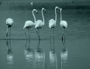five flamingos in body of water thumbnail