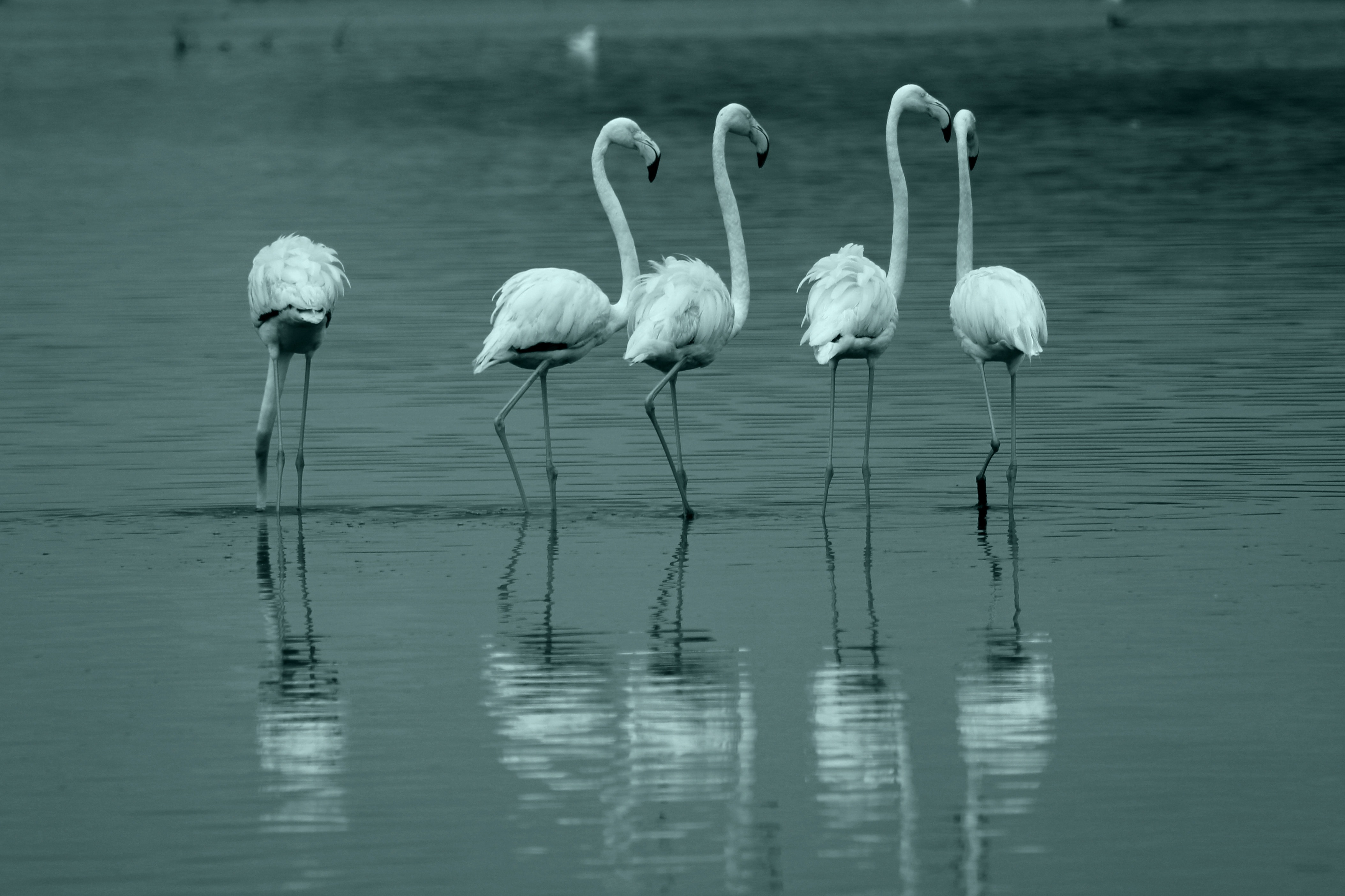 five flamingos in body of water
