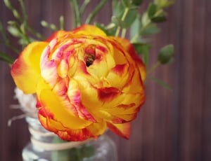 yellow and red rose thumbnail