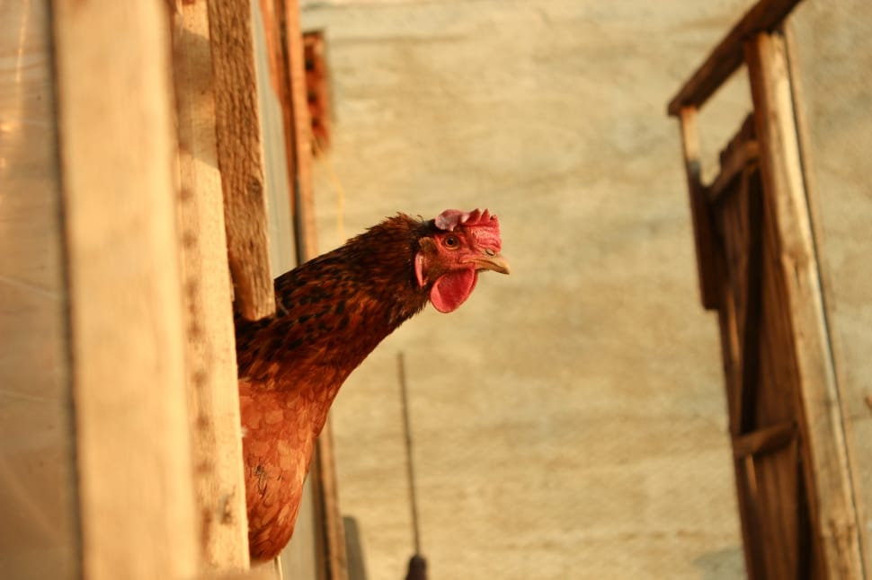Chicken, Farm, Country, Natural, Bird, chicken - bird, rooster preview