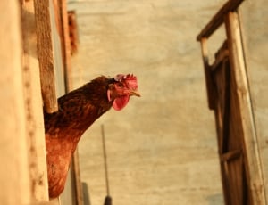 Chicken, Farm, Country, Natural, Bird, chicken - bird, rooster thumbnail