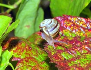 snail on leaf during daytime thumbnail