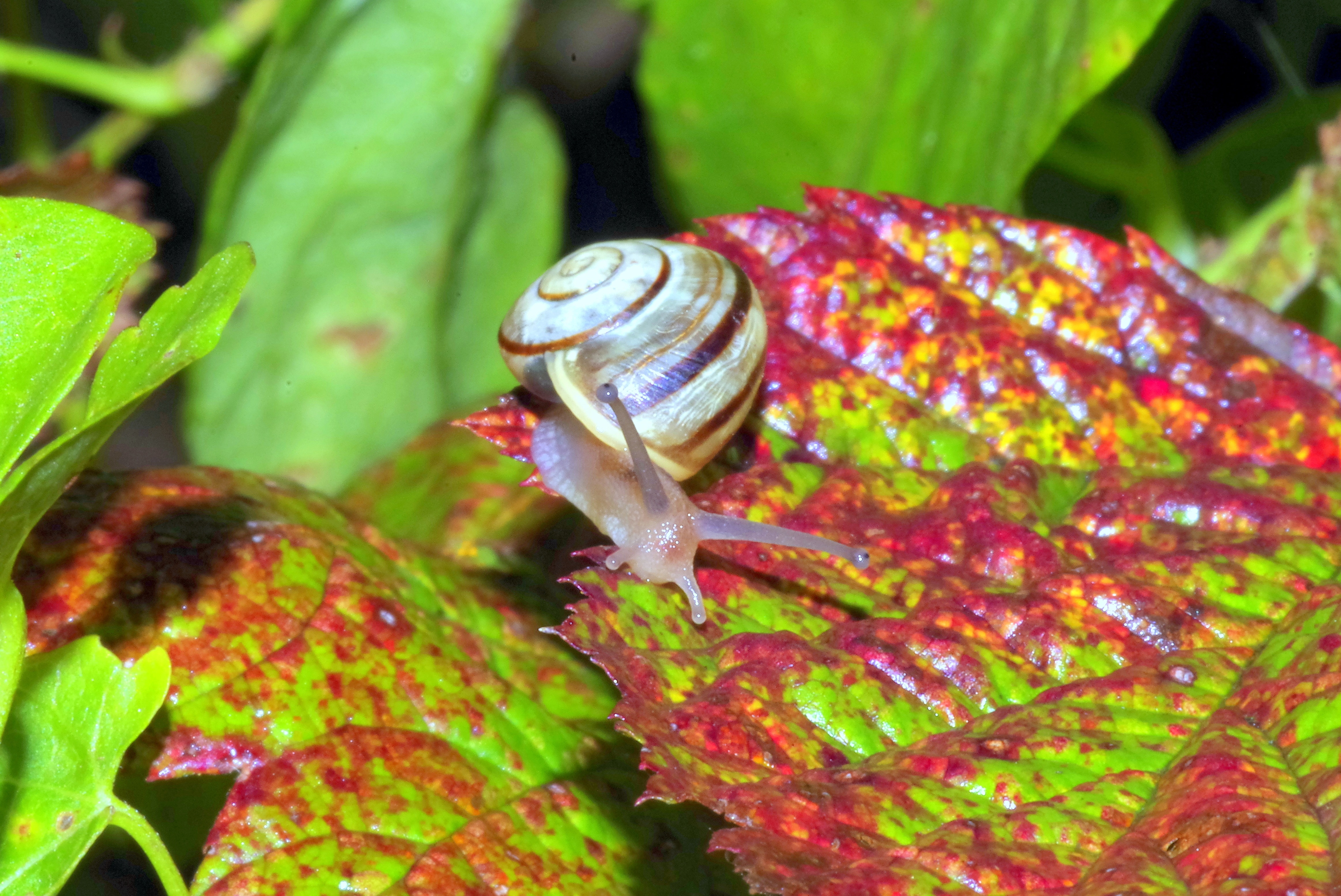 snail on leaf during daytime