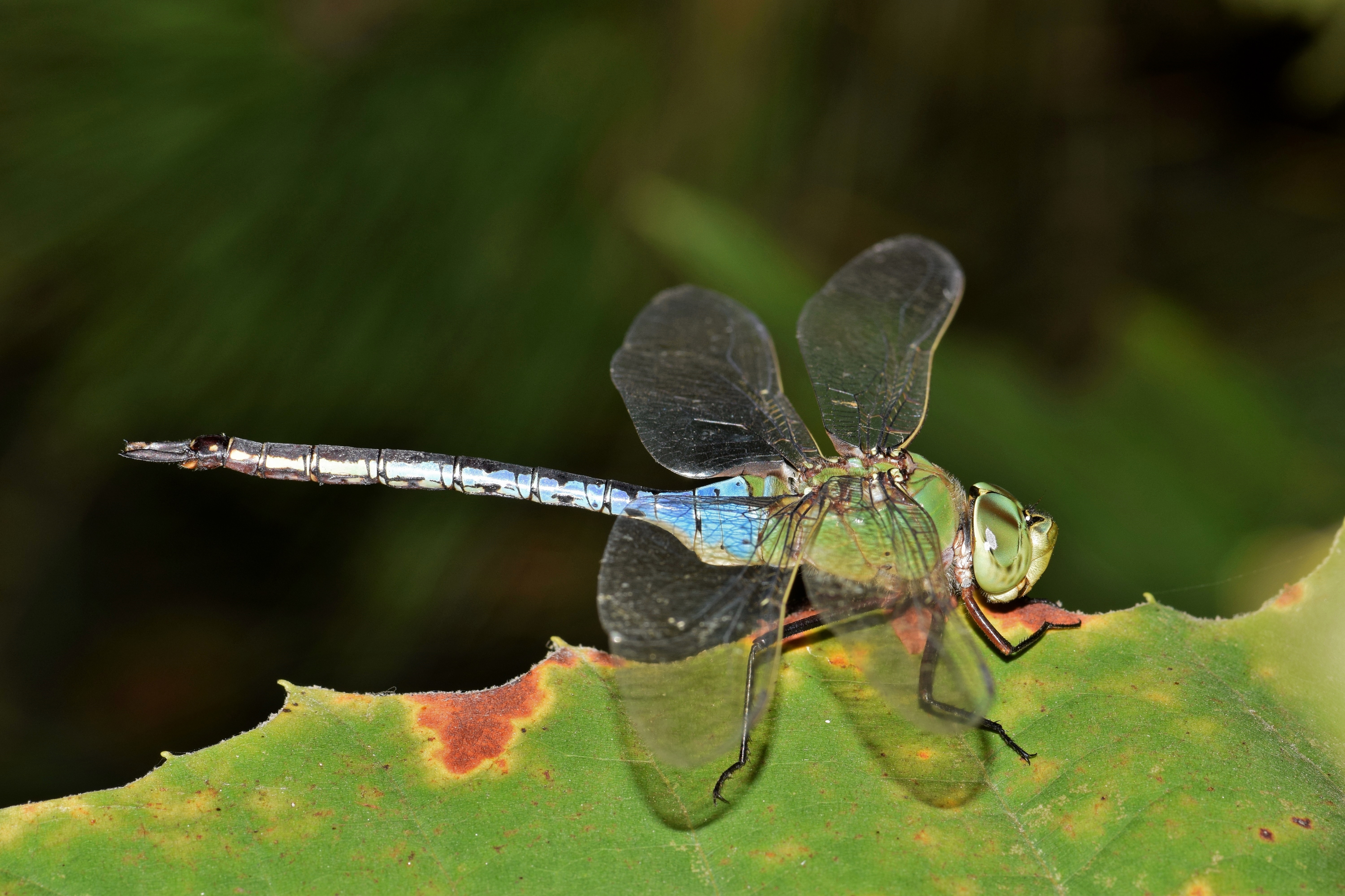 green and blue dragonfly