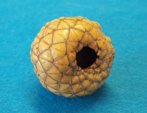 brown round fruit thumbnail