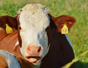 selective focus photography of land cattle thumbnail