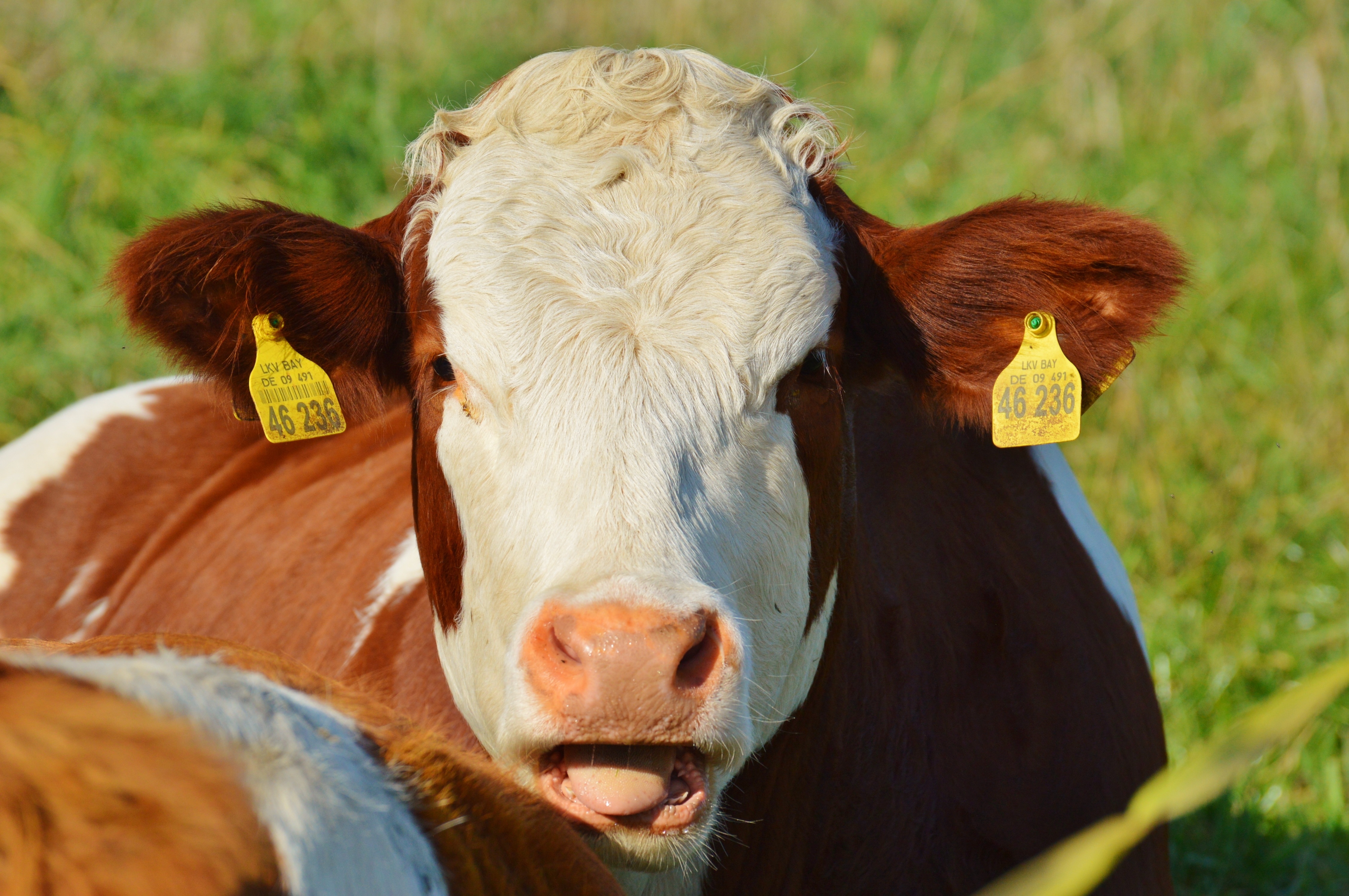 selective focus photography of land cattle