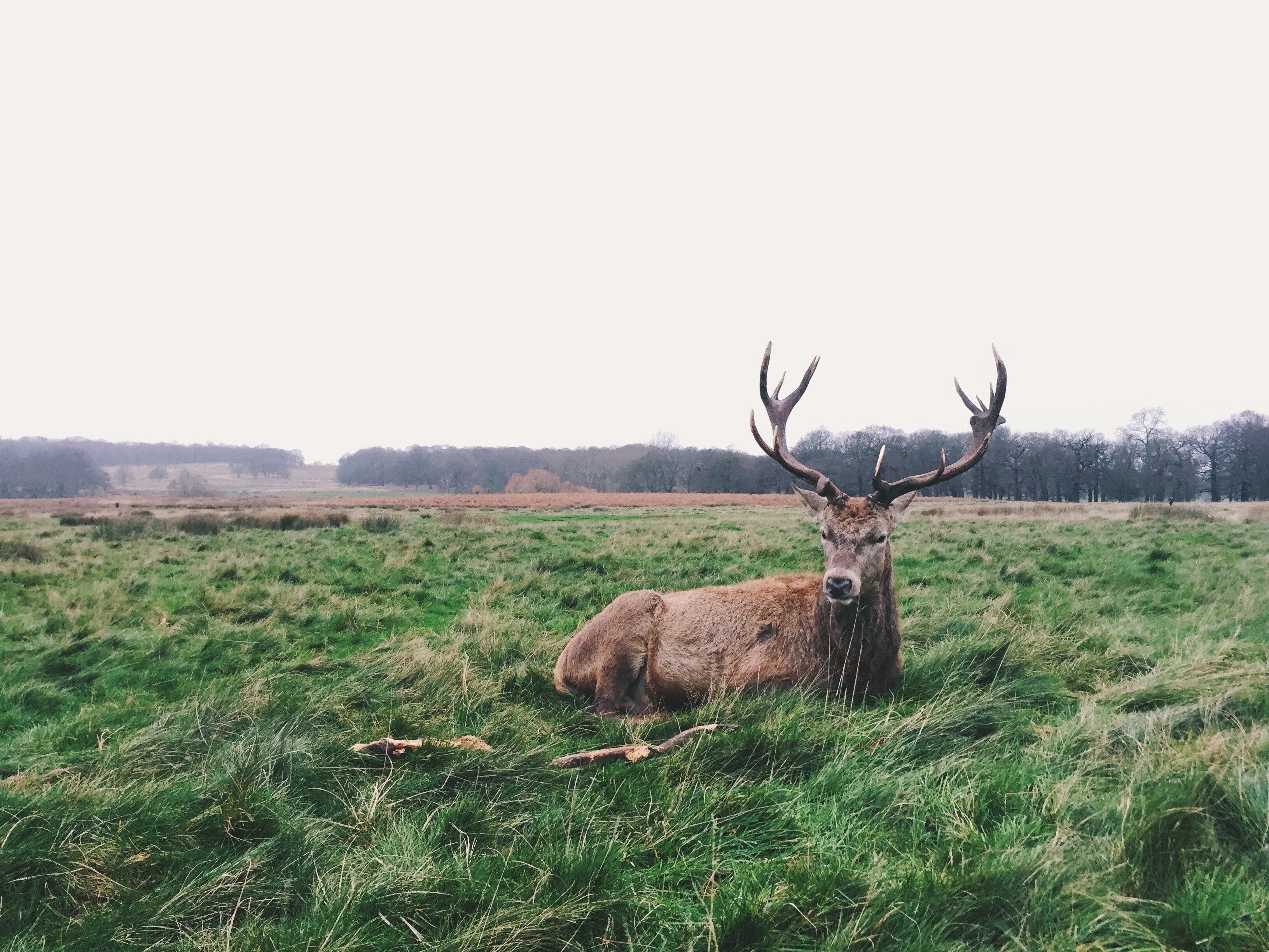 brown stag