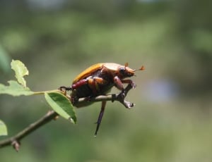 Beetle, Bug, Small, Wildlife, Colorful, one animal, animal themes thumbnail
