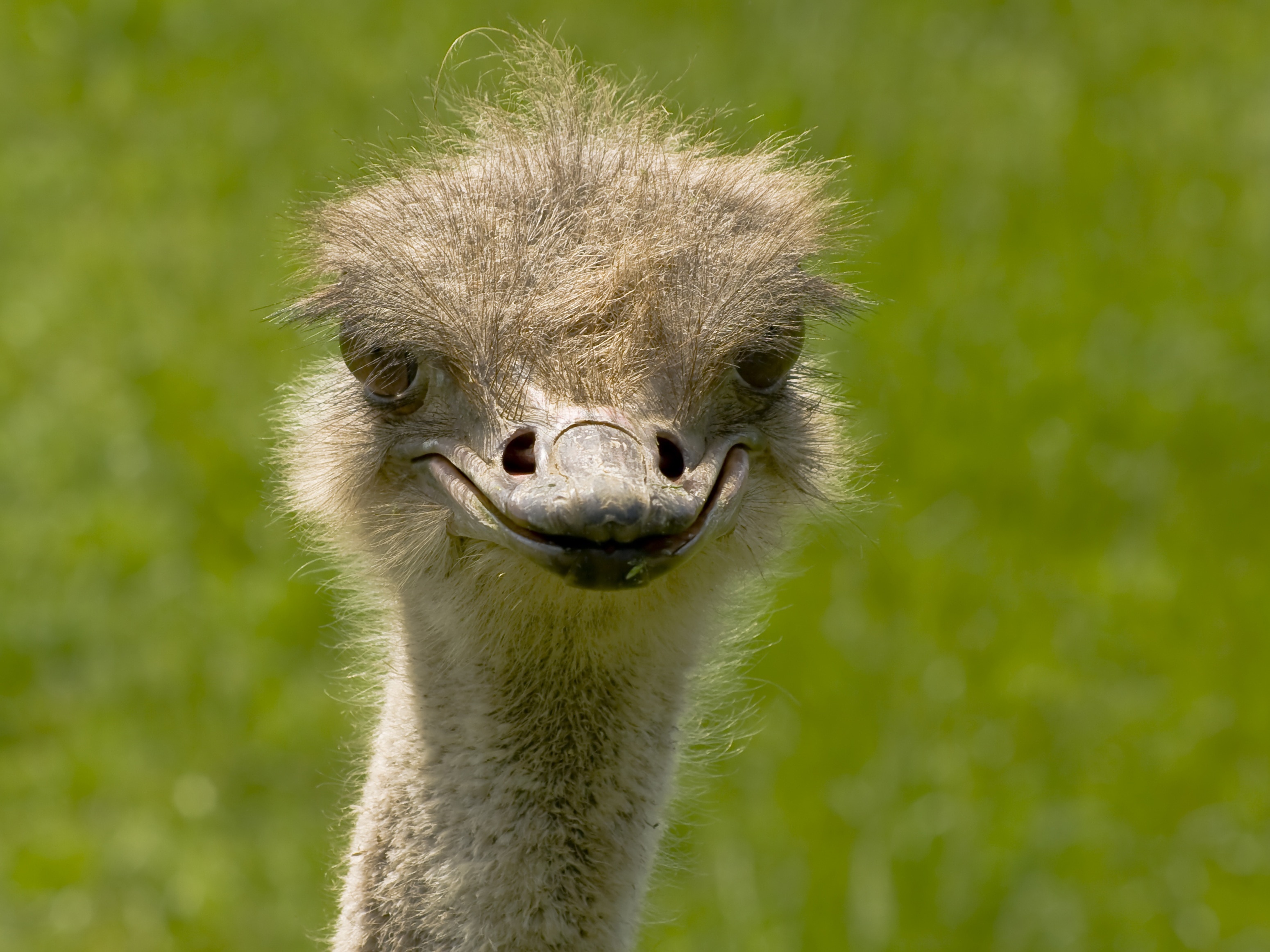 close-up photography of Ostrich