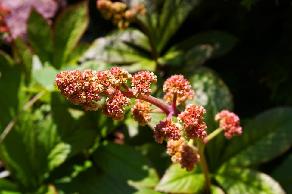 red clustered flower buds preview