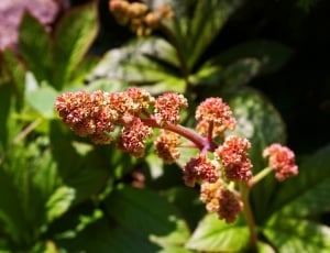 red clustered flower buds thumbnail