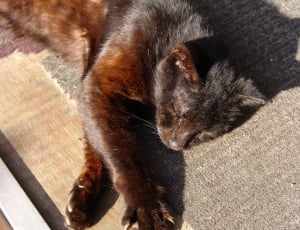 brown sleeping cat facing the sun thumbnail