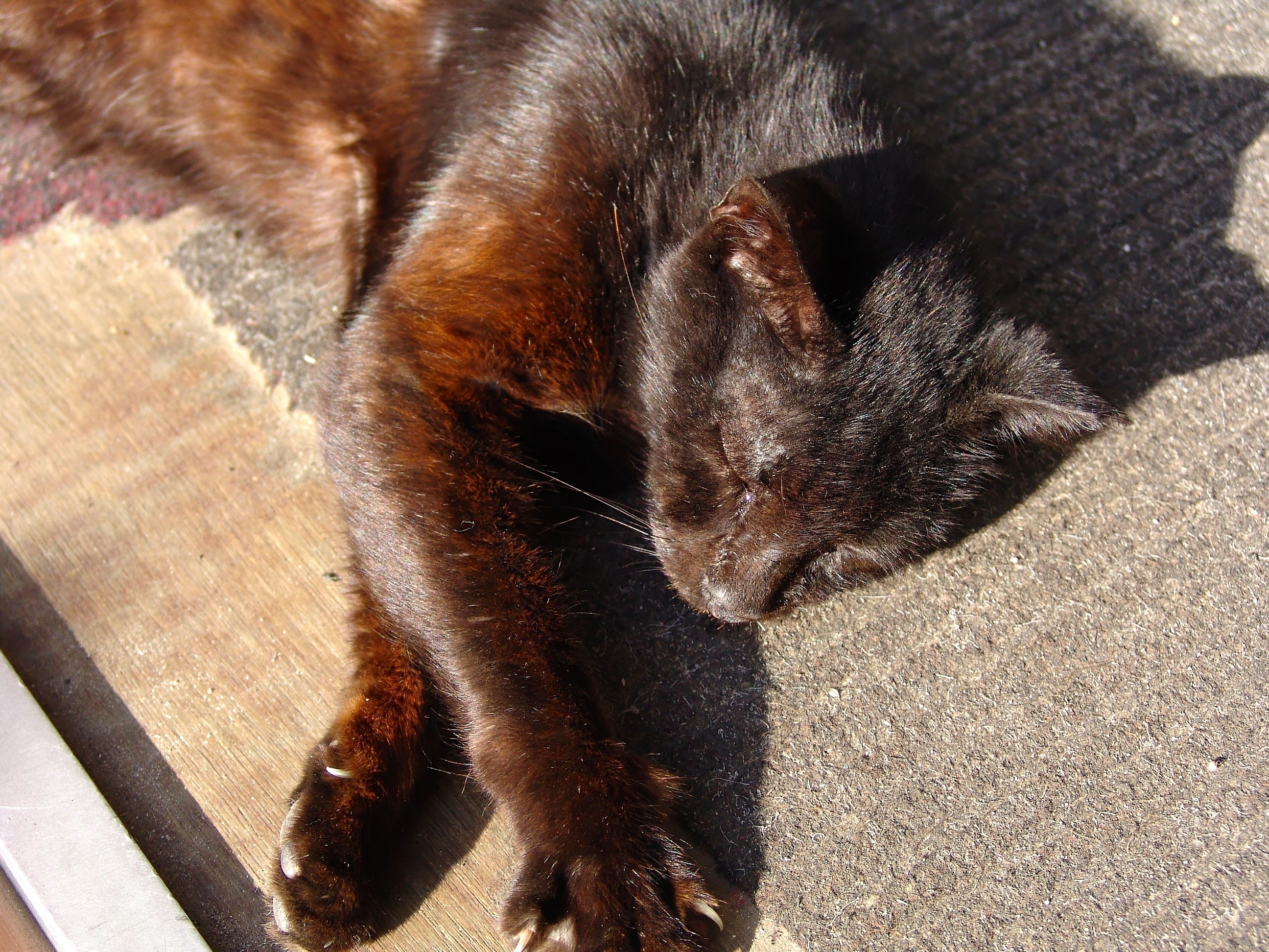 brown sleeping cat facing the sun