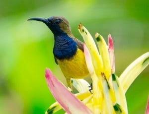 blue-yellow-brown bird with long beak on yellow petaled flower thumbnail