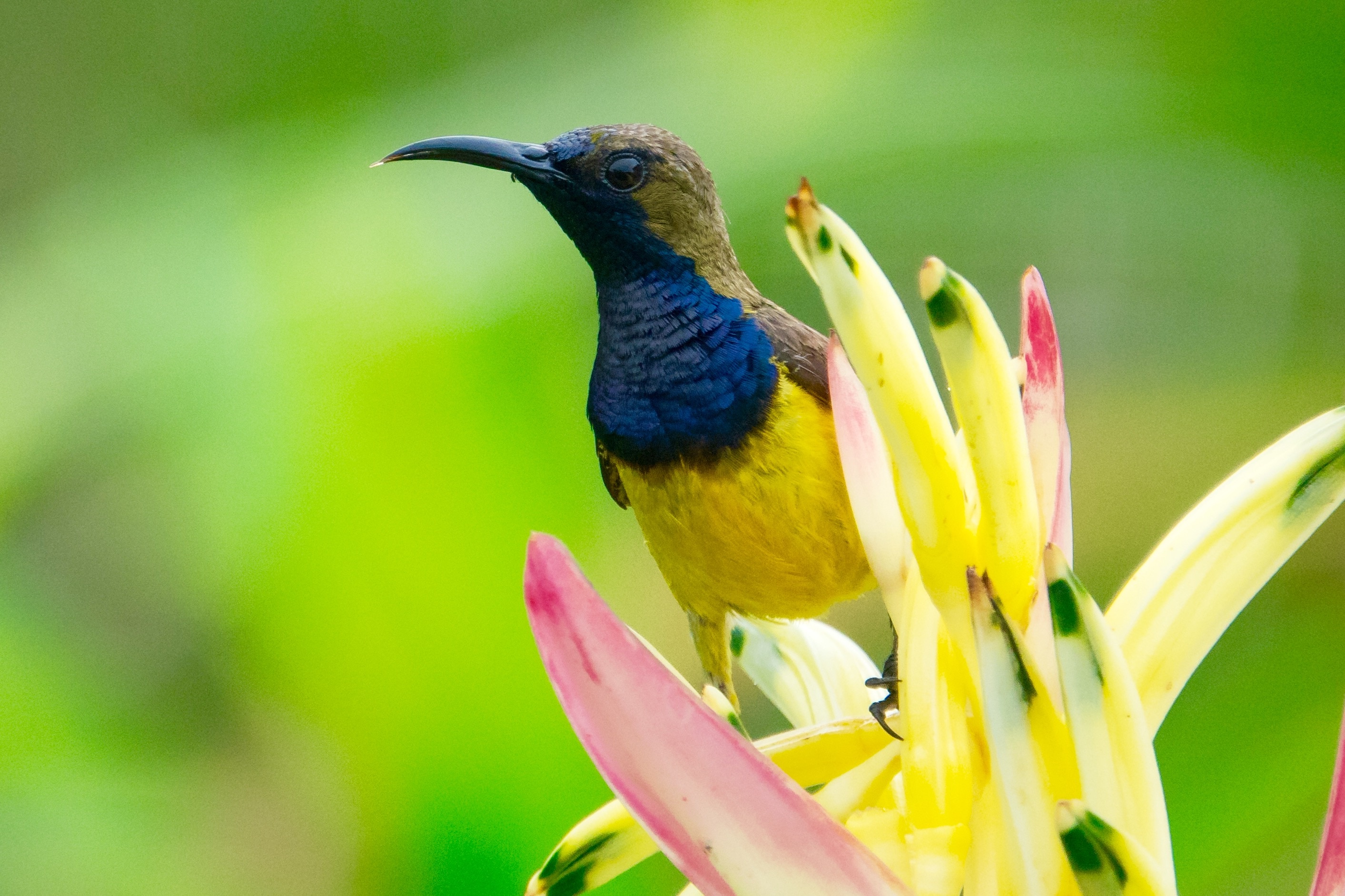 blue-yellow-brown bird with long beak on yellow petaled flower
