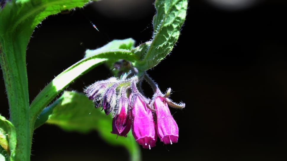Spring, Comfrey, Wildflower, Nature, purple, flower preview